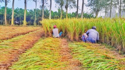 লালমনিরহাটে আগাম জাতের আমন ধান উৎসব